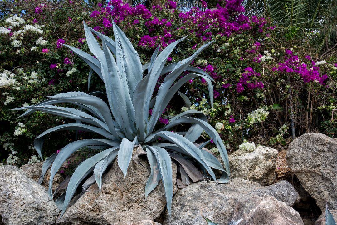 Jardín Estilo Desierto