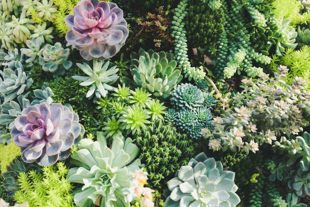 Xerojardineria