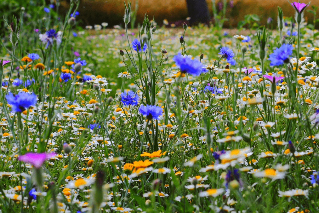 Floración de la primavera